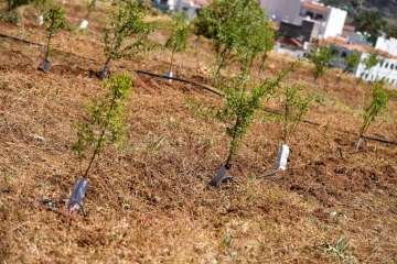 Plantación de 4.400 almendreros, nogales, higueras y olivos en Valsequillo (Foto TA)